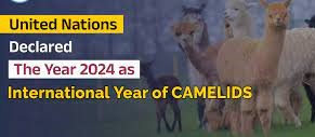 Internatioanl year of CAMELIDS
